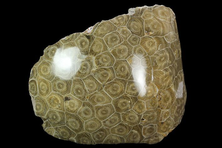 Polished Fossil Coral (Actinocyathus) Head - Morocco #128177
